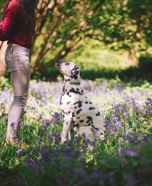 Loki The Dalmatian at unplugged! - Image #2