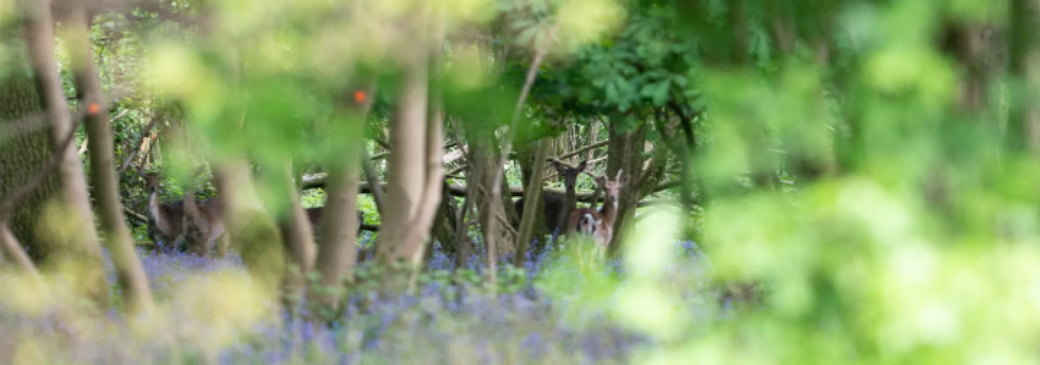 We took several walks daily and thoroughly enjoyed spotting all the wildlife. - Image #1