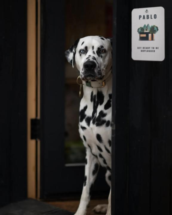Loki the Dalmatian reactive dog friendly Cabin - Image #1