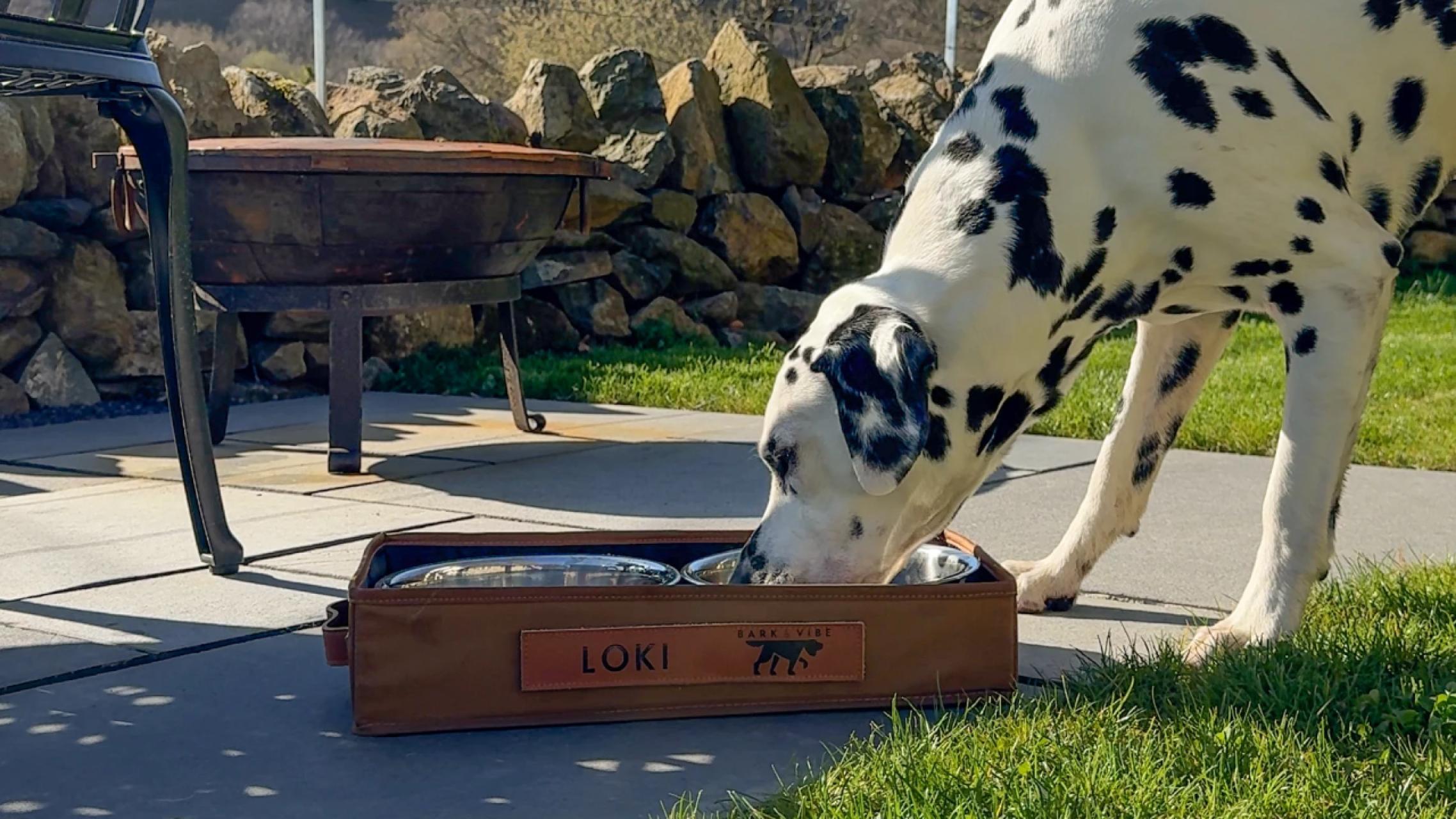 Dalmatian drinking from portable feeding station 