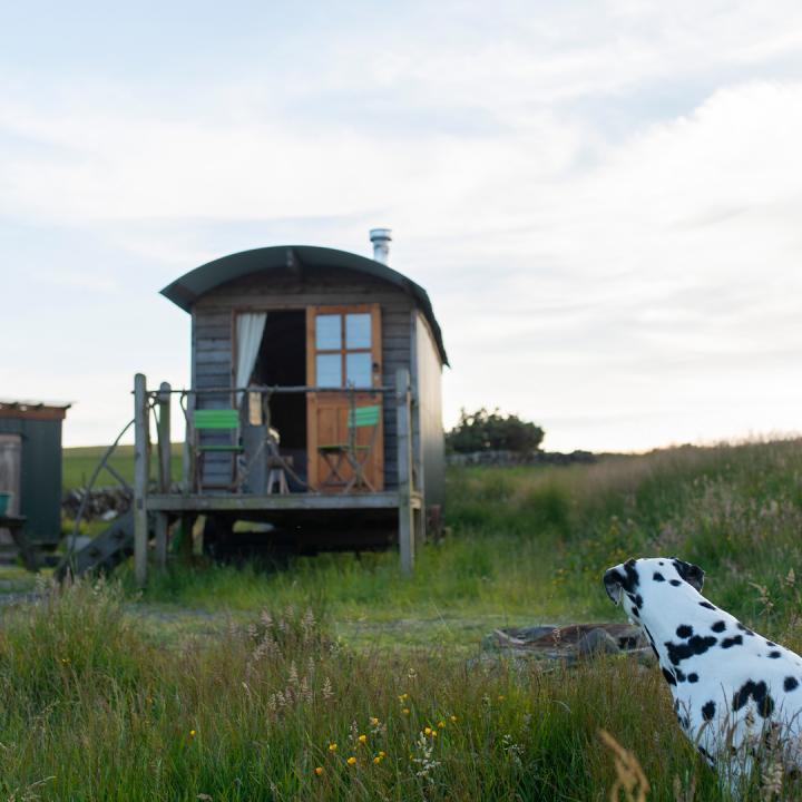 Why Off-Grid Stays Are Perfect for Reactive Dogs