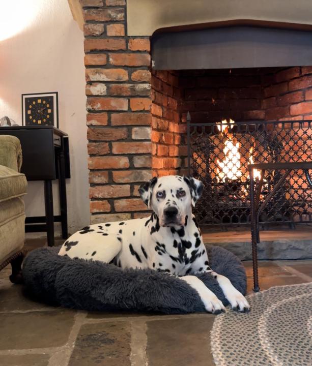 5 Fireplace Stays for Cosy Calmness With Reactive Dogs