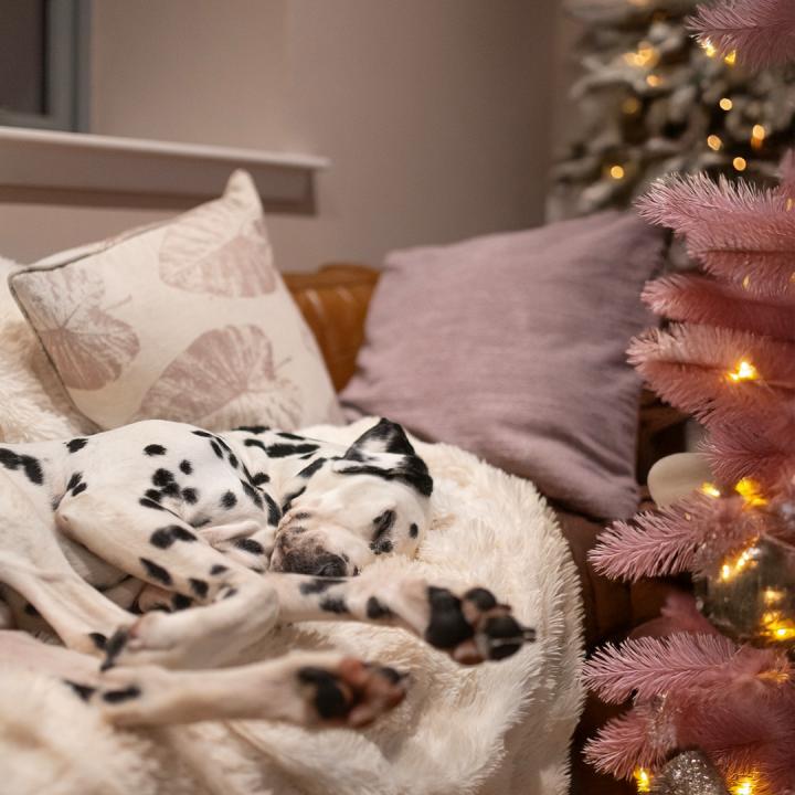Winter Holiday Guide for Anxious and Reactive Dogs