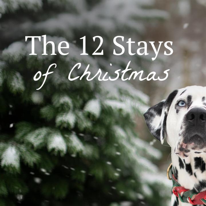 The 12 Stays of Christmas