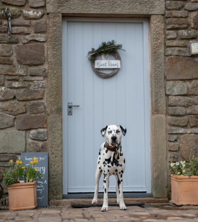 Loki at the Boot Room - Image #1