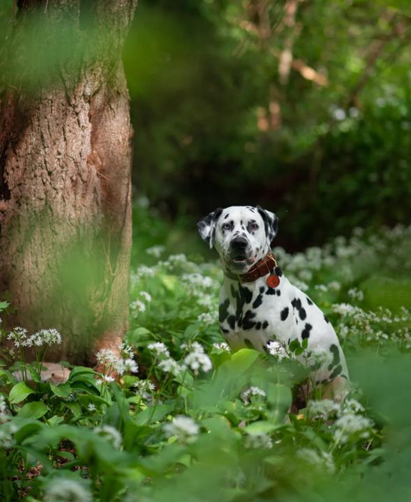 Loki exploring - Image #2