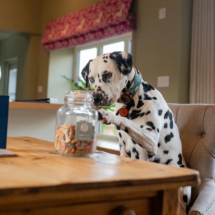 Reactive Dog Friendly Holiday at Rowley Farm