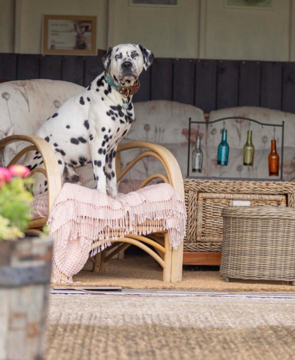 Reactive Dog Friendly B&B Field - Image #1