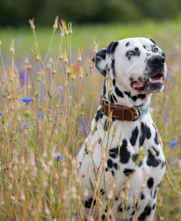 Loki at the lavender farm - Image #1