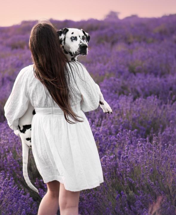 Loki at the lavender farm - Image #2