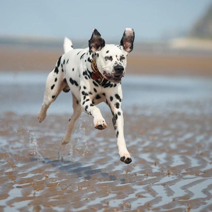 Finding Quiet Beaches For Anxious & Reactive dogs
