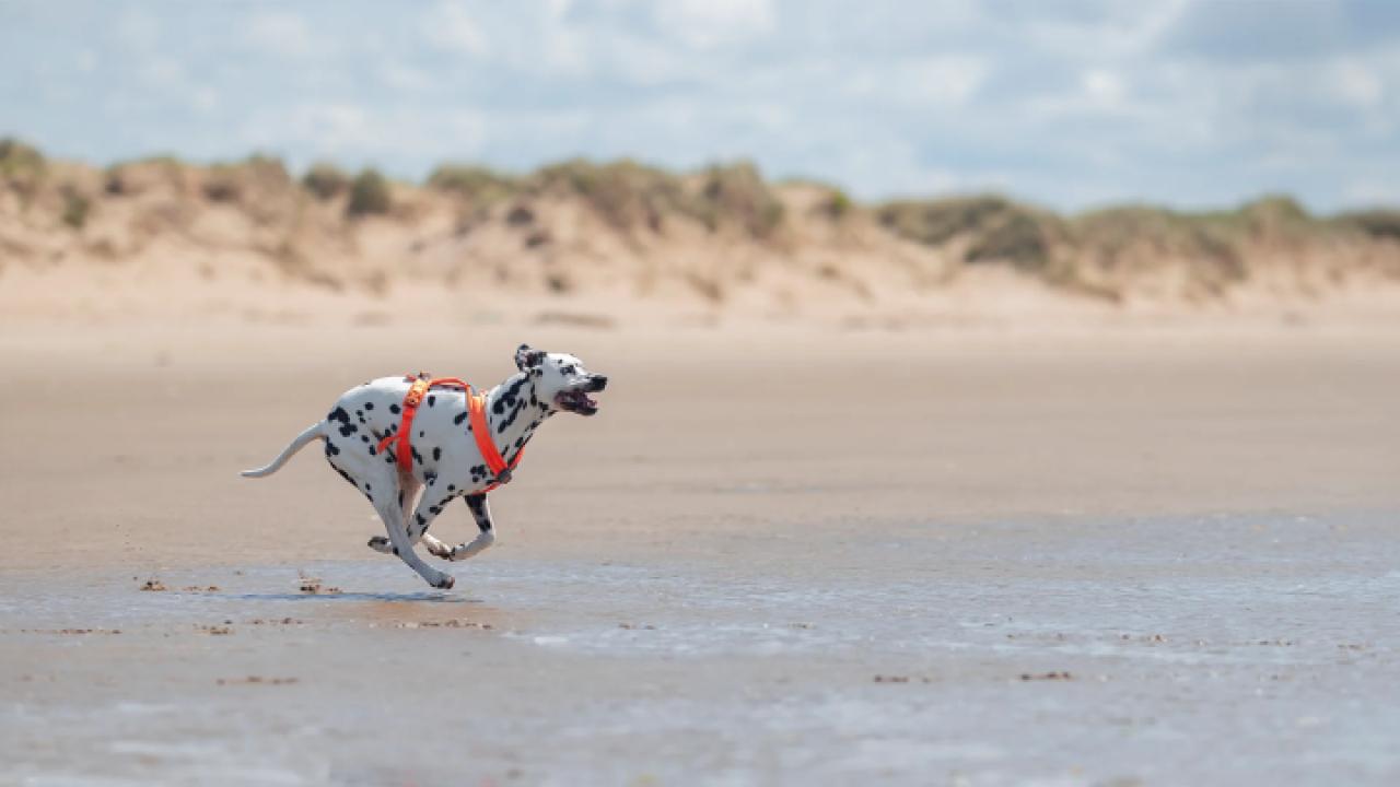 Dalmatian running along a beach