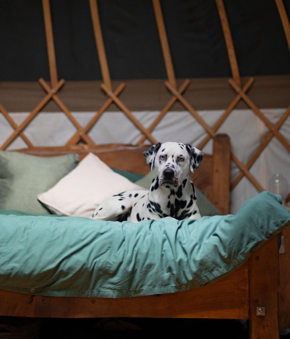 Image #5 for The Yurt Hideaway | The Welsh Farm Glamping