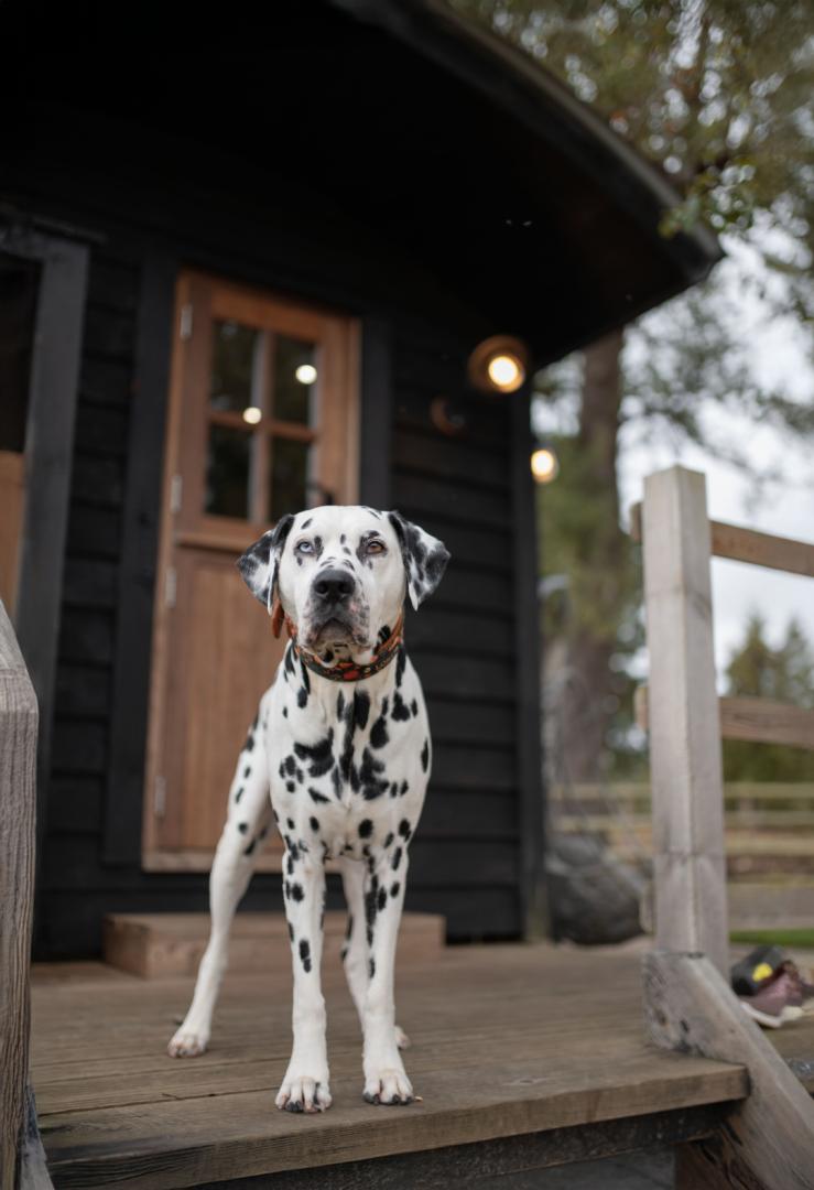 Image #3 for The Hideaway Hut | Rowley Farm Holidays