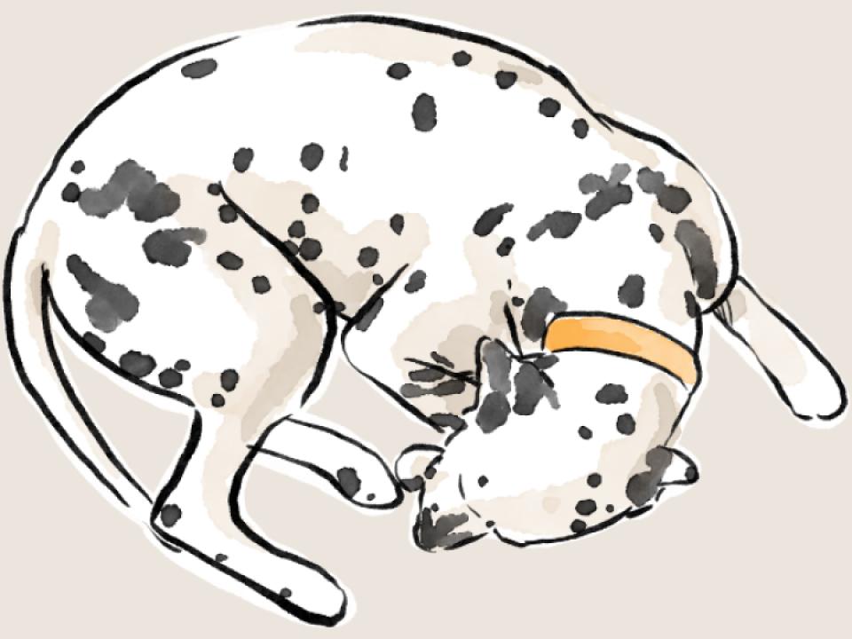 A watercolour rendition of Loki, curled up and asleep