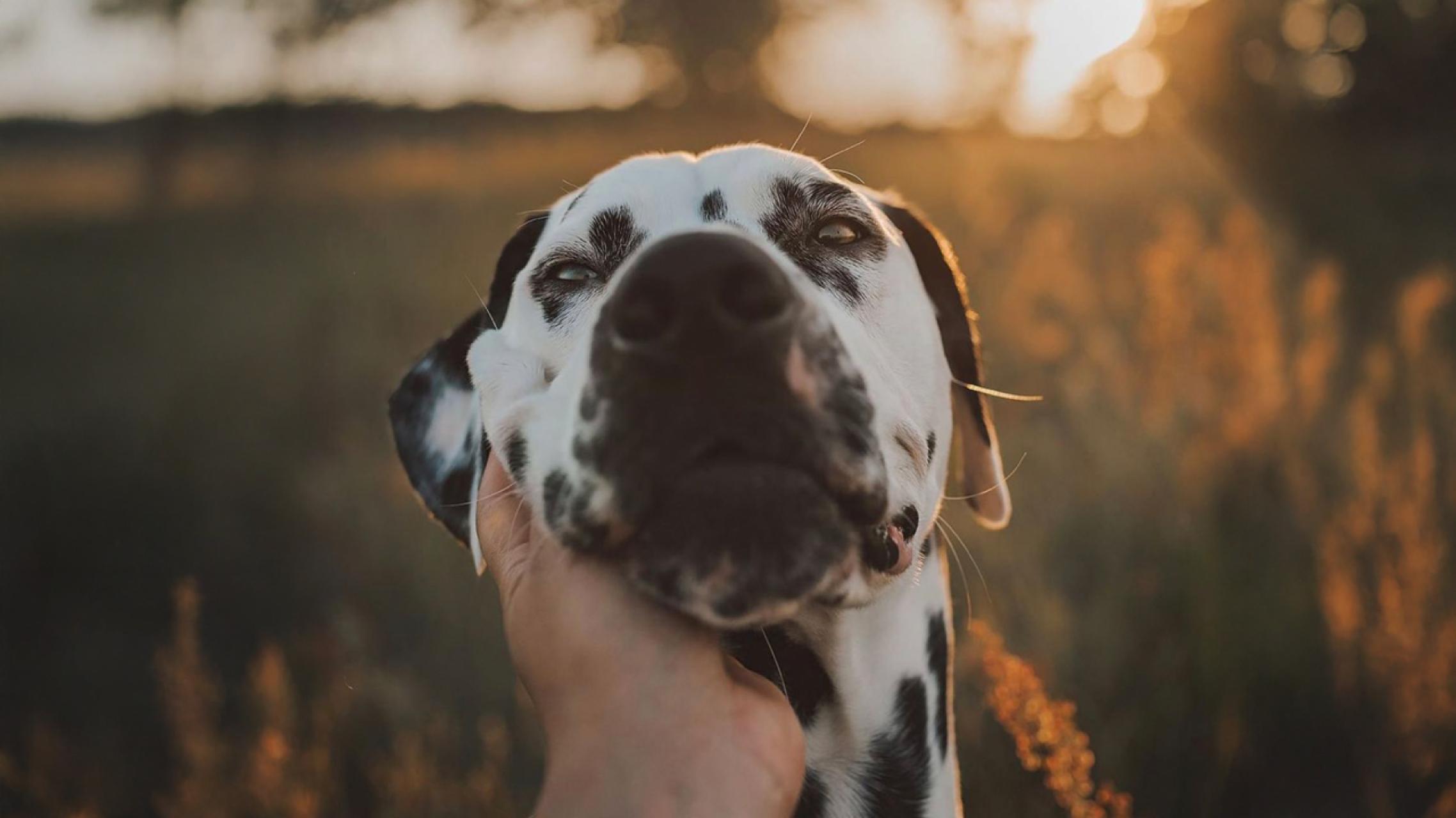 Loki the dalmatian this is the spot